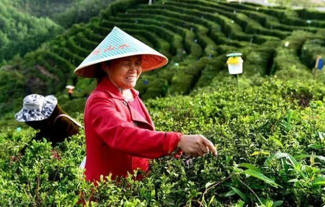 关于南漳县：有机茶香采茶忙的相关内容