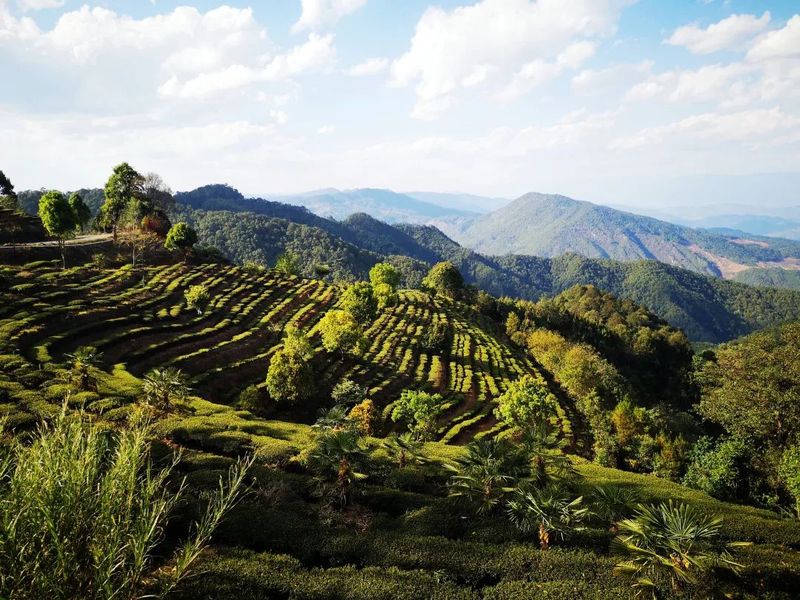 关于新抚镇：以招商促转型 让茶香飘更远的新闻(3)