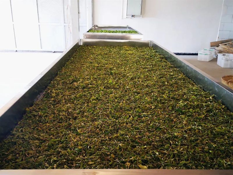 关于新抚镇：以招商促转型 让茶香飘更远的新闻(5)