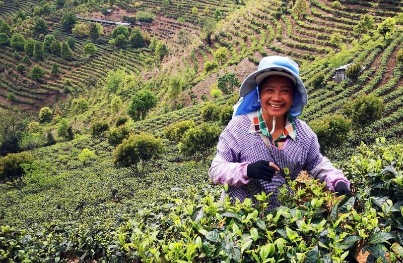 关于新抚镇：以招商促转型 让茶香飘更远的新闻(2)