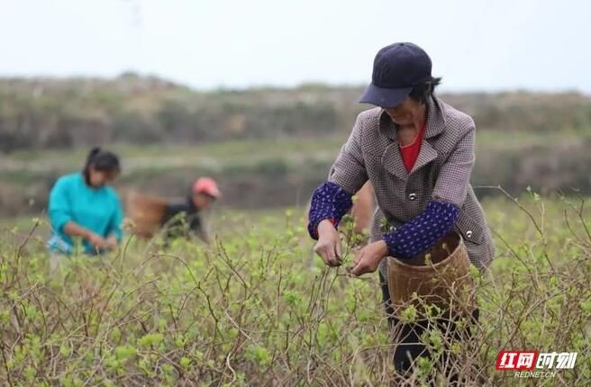 有关于签约9500万元 莓茶托起致富梦的相关信息(2)