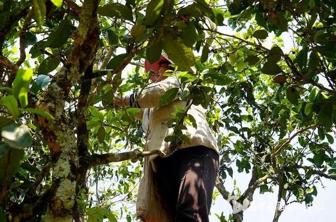 有关于昌宁漭水：岭上春茶香 采茶正当时的相关信息(3)