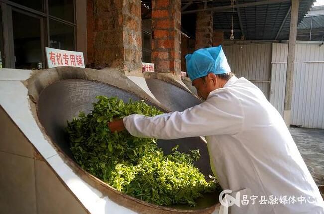 有关于昌宁漭水：岭上春茶香 采茶正当时的相关信息(5)