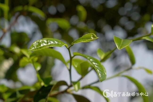 有关于昌宁漭水：岭上春茶香 采茶正当时的相关信息(1)