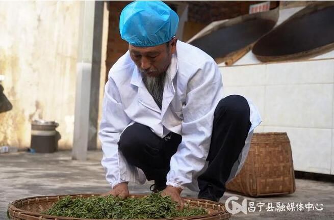 有关于昌宁漭水：岭上春茶香 采茶正当时的相关信息(6)