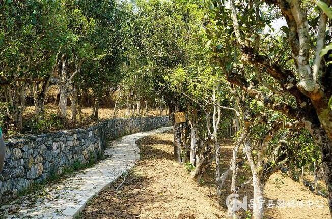 有关于昌宁漭水：岭上春茶香 采茶正当时的相关信息