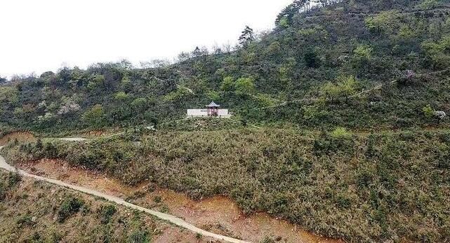 有关于双牌：高山野茶满山头 产业富民促振兴的相关信息(3)