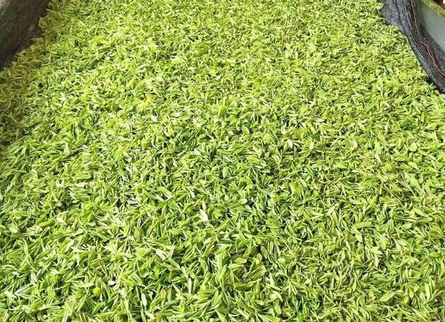 有关于双牌：高山野茶满山头 产业富民促振兴的相关信息(7)