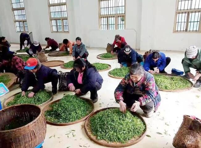 有关于双牌：高山野茶满山头 产业富民促振兴的相关信息(6)