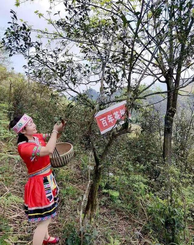 有关于双牌：高山野茶满山头 产业富民促振兴的相关信息(2)