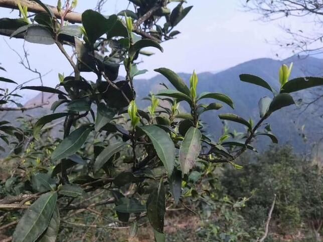 有关于双牌：高山野茶满山头 产业富民促振兴的相关信息(4)