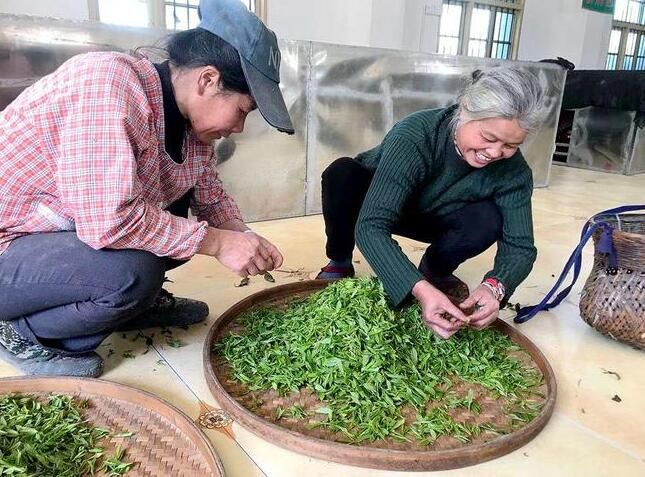 有关于双牌：高山野茶满山头 产业富民促振兴的相关信息(5)