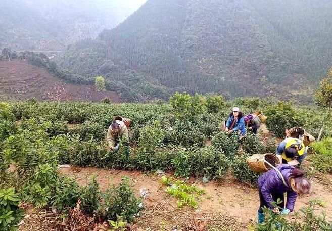 有关于双牌：高山野茶满山头 产业富民促振兴的相关信息