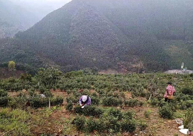 有关于双牌：高山野茶满山头 产业富民促振兴的相关信息(1)