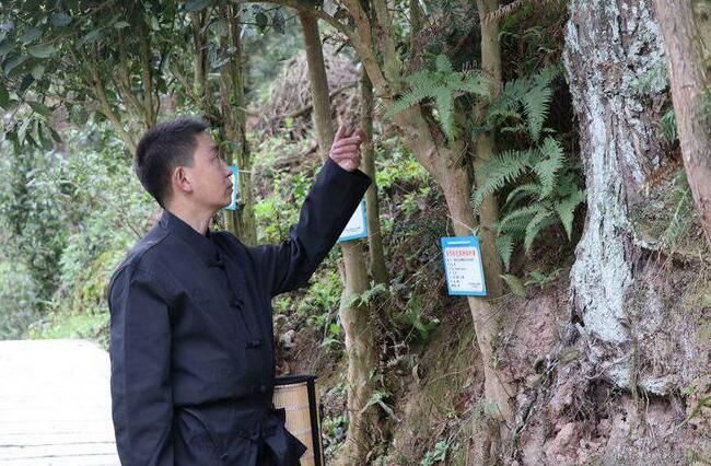 关于七星关区：全民护茶 让古茶在发展中庚续传承的最新消息(2)