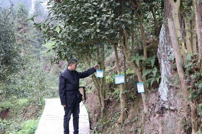 关于七星关区：全民护茶 让古茶在发展中庚续传承的最新消息(1)