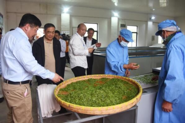 有关于安徽和县举办第六届茶文化节的内容(3)