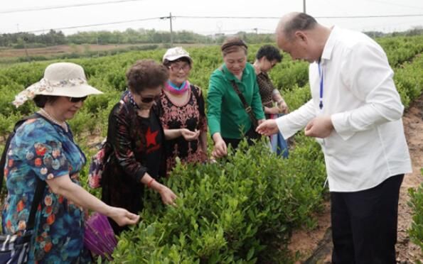 有关于安徽和县举办第六届茶文化节的内容(2)