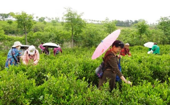 有关于安徽和县举办第六届茶文化节的内容(5)