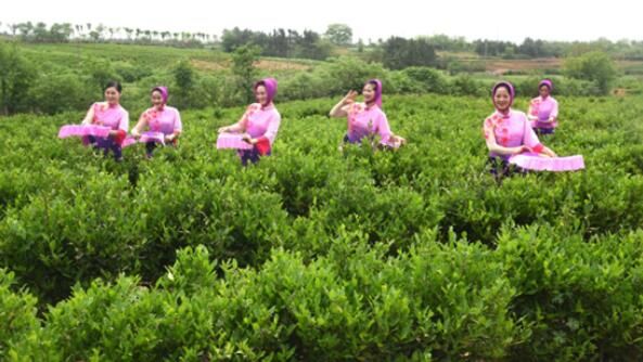 有关于安徽和县举办第六届茶文化节的内容(1)