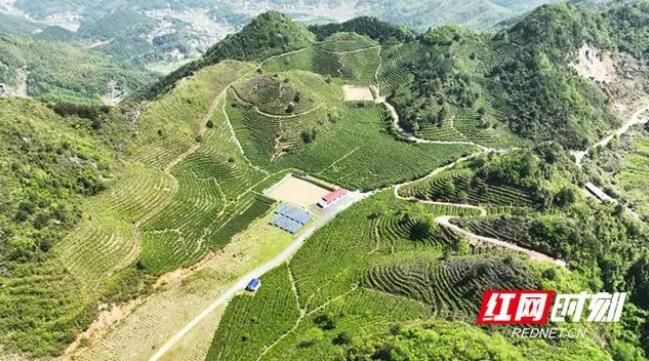 有关于新芽吐翠 高峰茶场3000亩春茶抢“鲜”采的相关信息