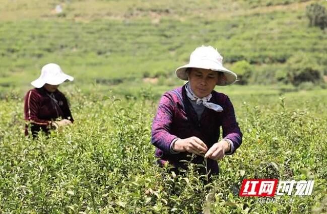 有关于新芽吐翠 高峰茶场3000亩春茶抢“鲜”采的相关信息(1)