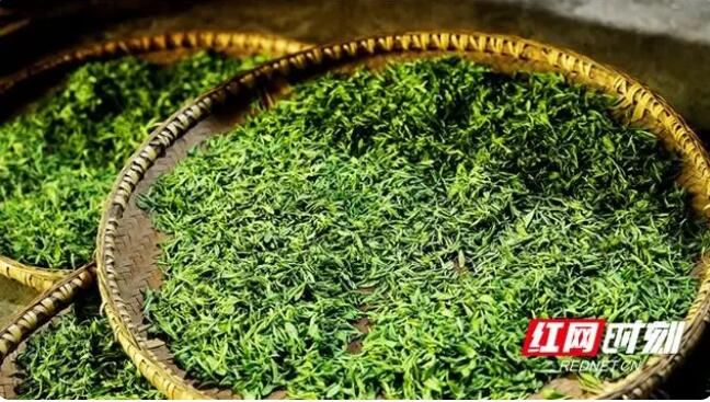 有关于新芽吐翠 高峰茶场3000亩春茶抢“鲜”采的相关信息(3)