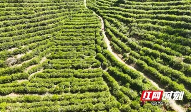 有关于新芽吐翠 高峰茶场3000亩春茶抢“鲜”采的相关信息(2)