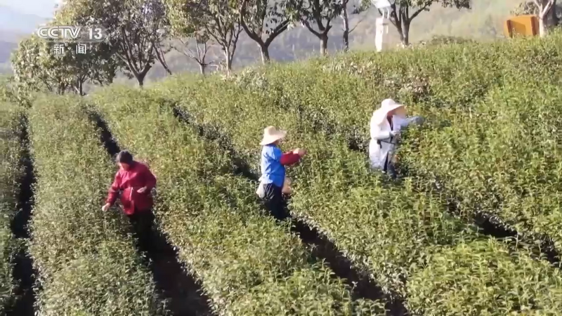 关于央视大幅聚焦！洞庭山碧螺春茶产业转型发展之路！的消息(8)