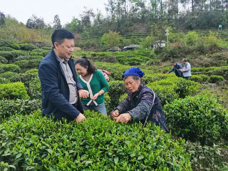 有关于都匀：群策群力提升茶园下树率的最新消息