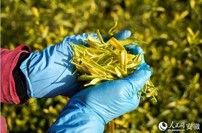 有关于第二十届“安徽·石台”茶文化节开幕的信息(2)