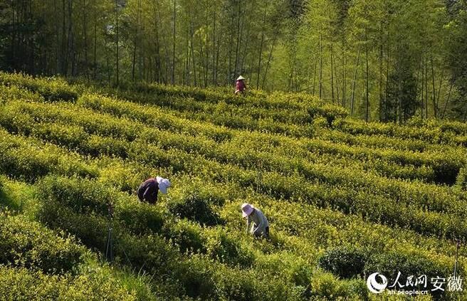 有关于第二十届“安徽·石台”茶文化节开幕的信息(4)