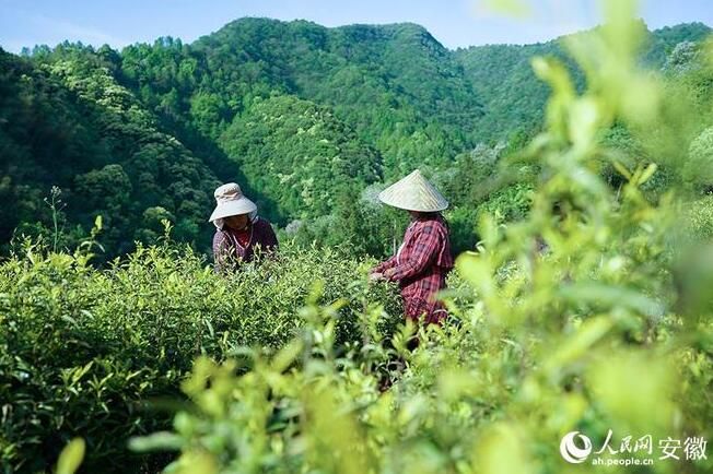 有关于第二十届“安徽·石台”茶文化节开幕的信息(1)