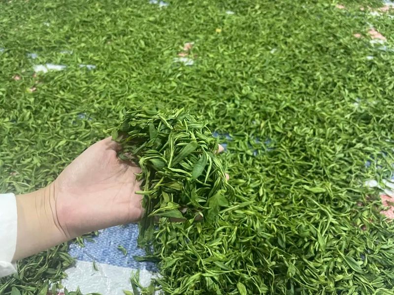 有关于太湖县刘畈乡发展茶产业 助推乡村振兴的相关内容(1)