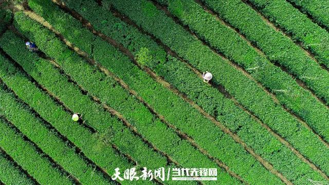 有关于4月21日，相约贵定“贡茶小镇”的相关信息(2)