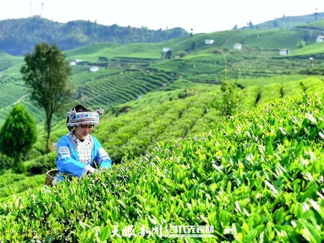 有关于4月21日，相约贵定“贡茶小镇”的相关信息(1)