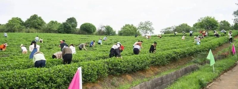 关于“茶韵怡清源 相约春华里”春华镇职工采茶技能比赛暨茶旅文化节在怡清源有机茶基地举行的最新消息(5)