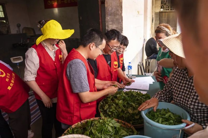 关于“茶韵怡清源 相约春华里”春华镇职工采茶技能比赛暨茶旅文化节在怡清源有机茶基地举行的最新消息(6)