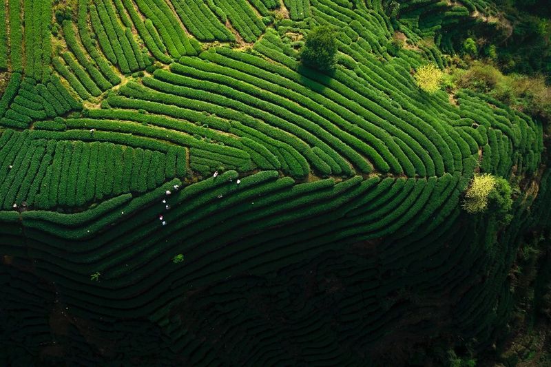 有关于四川名山，春日茶园宛若大地指纹的内容(5)