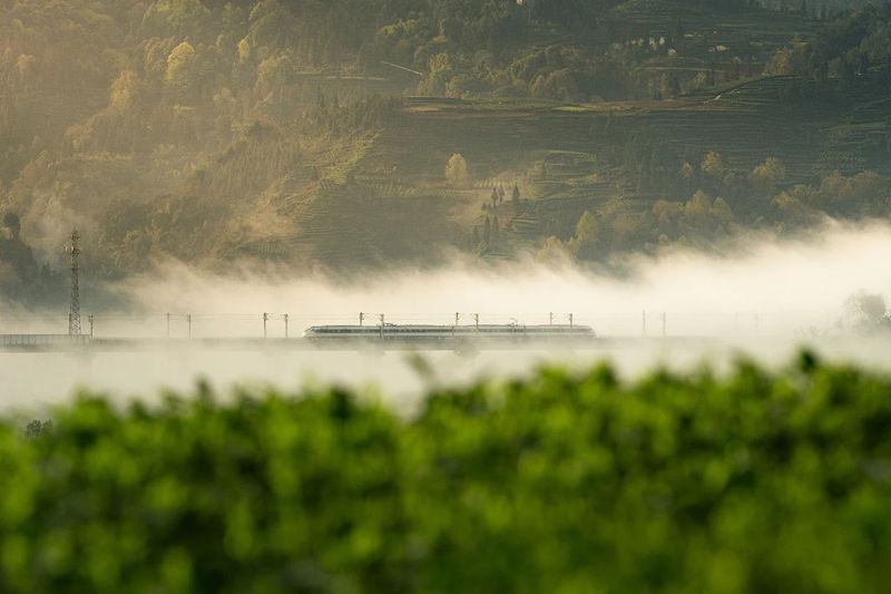 有关于四川名山，春日茶园宛若大地指纹的内容(1)