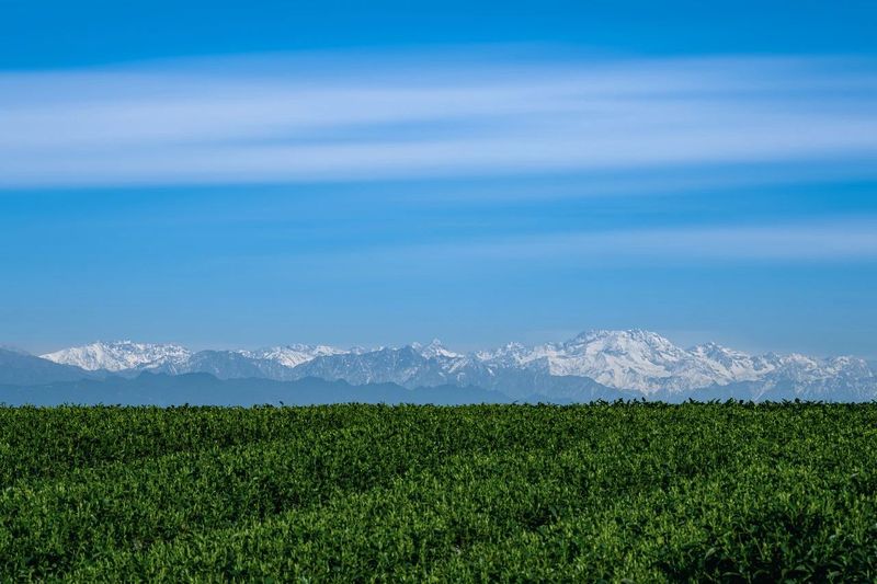 有关于四川名山，春日茶园宛若大地指纹的内容