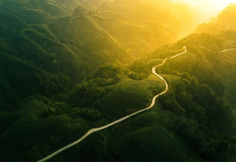 有关于四川名山，春日茶园宛若大地指纹的内容(3)