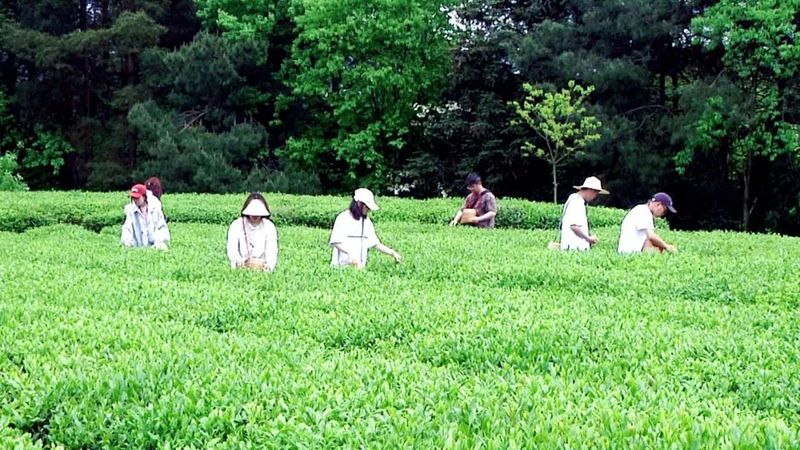 有关于遵义职业技术学院学生到琊川镇开展茶叶采摘实践教学活动的最新消息