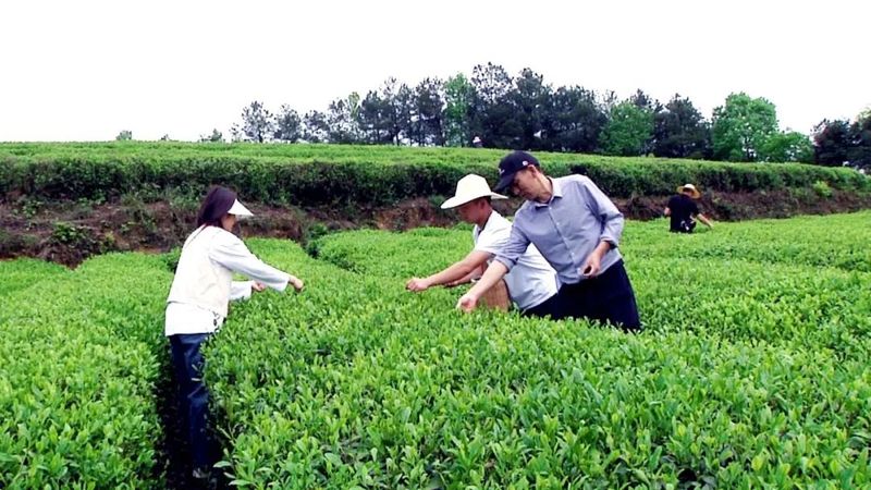 有关于遵义职业技术学院学生到琊川镇开展茶叶采摘实践教学活动的最新消息(1)