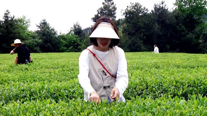 有关于遵义职业技术学院学生到琊川镇开展茶叶采摘实践教学活动的最新消息(2)