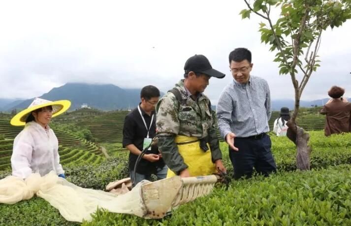 有关于一人一天能采茶三四百斤！省政协“送科技下乡”把春茶机采技术送到家的新闻