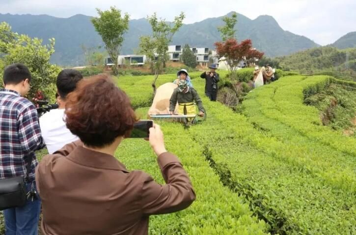 有关于一人一天能采茶三四百斤！省政协“送科技下乡”把春茶机采技术送到家的新闻(1)