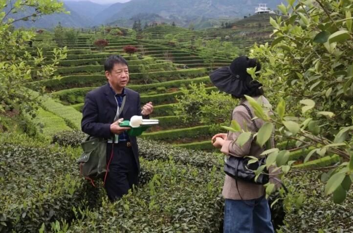 有关于一人一天能采茶三四百斤！省政协“送科技下乡”把春茶机采技术送到家的新闻(2)