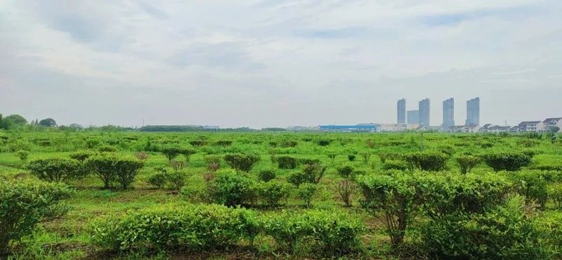 关于探索东方头茶的密码–沪枫茶园海尔冰箱冷柜开采节正式启动的新闻