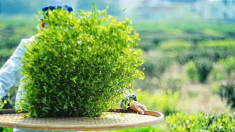 关于探索东方头茶的密码–沪枫茶园海尔冰箱冷柜开采节正式启动的新闻(3)